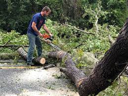 Best Tree Preservation Services  in Orlinda, TN