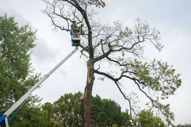 Best Tree and Shrub Care  in Orlinda, TN