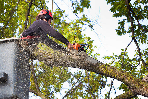 Best Residential Tree Removal  in Orlinda, TN