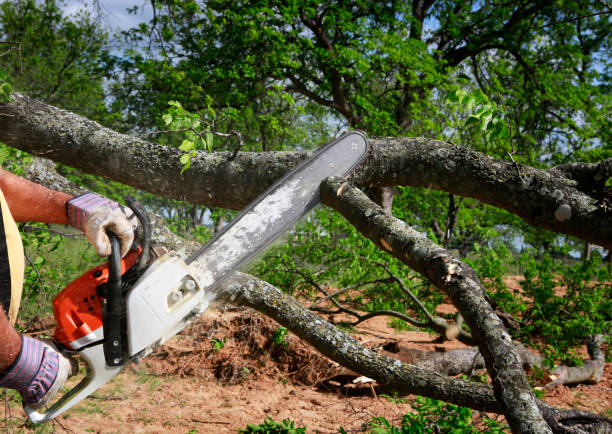 Best Arborist Consultation Services  in Orlinda, TN